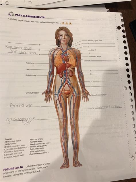 Solved PART G ASSESSMENTS Label The Major Arteries And Veins Chegg