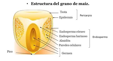 Estructura Y Fisiolog A De La Semilla Libros Y Manuales De