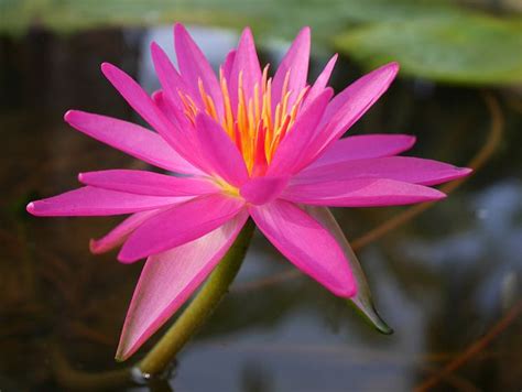 Nymphaea Francesco Basso ISG Waterlily 7 Water Lilies Beautiful