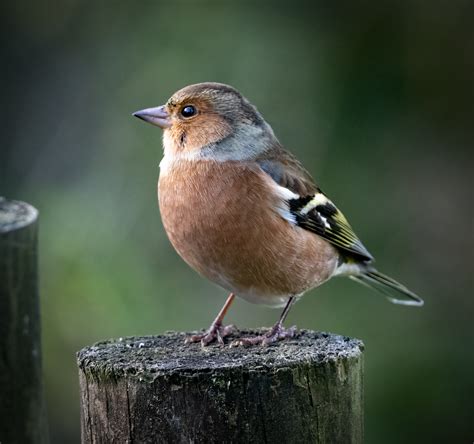 Common Chaffinch Owen Deutsch Photography