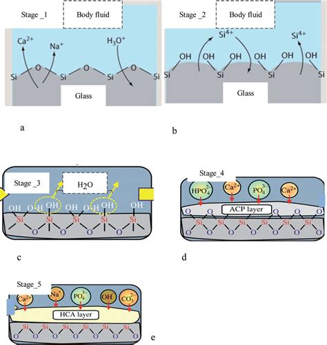 Formation Stages Of Apatite On Diverse Substrates Including A Stage