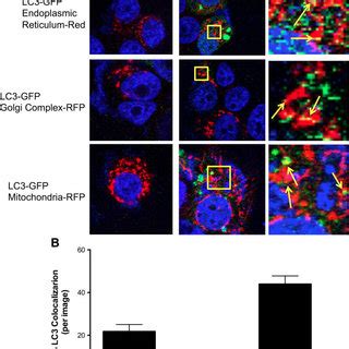 Co Localization Of Autophagosomes And Cellular Organelles A LCC9