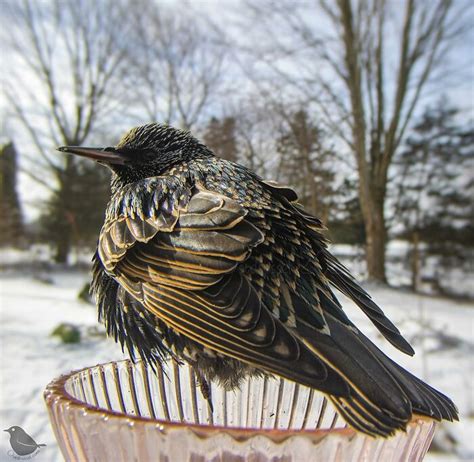 30 Charming Bird Encounters Captured By A Backyard Feeder Cam - Barnorama