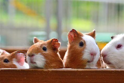 Four White Tan Guinea Pigs Guinea Pigs Hd Wallpaper Wallpaper Flare