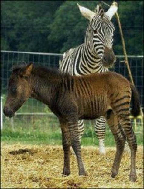 Zorse Male Zebra Female Horse Rare Animals Zorse All Horse Breeds