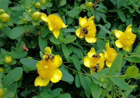 St. Johns Wart