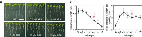 Aba Effects The Arabidopsis Root System Construction A Root System Of