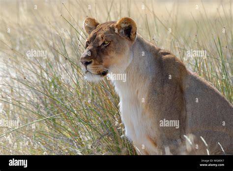 Lioness Panthera Leo Sitting In The Tall Grass Alert Etosha