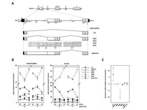 A Schematic Representation Of The Hmox Minigene And Expressed