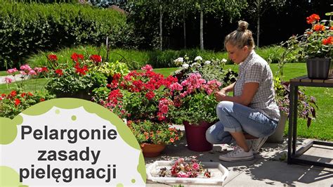 Zasady pielęgnacji pelargonii przez całe lato Pelargonie jak o nie