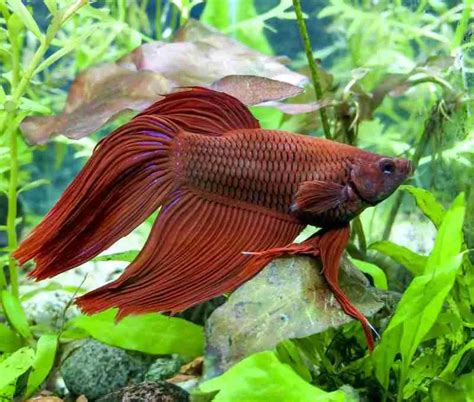 How To Cure Popeye In Betta Fish Causes Treatment And Prevention