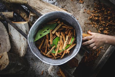 Aya What Sca Everything You Need To Know About Ayahuasca