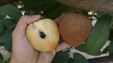 Chicozapote chico mamey ácana níspero zapote blanco sapotillo