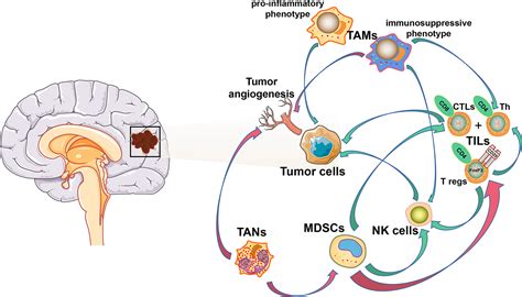 Frontiers Immune Checkpoint Targeted Therapy In Glioma Status And Hopes