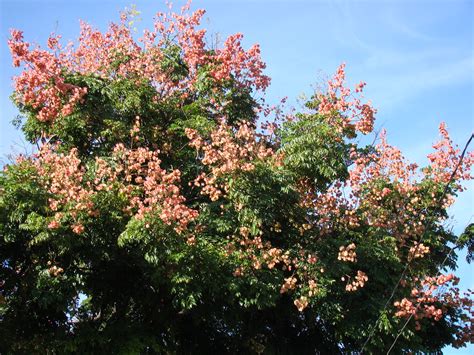 Chinese Golden Rain Tree Koelreuteria Elegans Sao Paulo Flickr