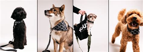 FOUR Pets – FOUR Amsterdam