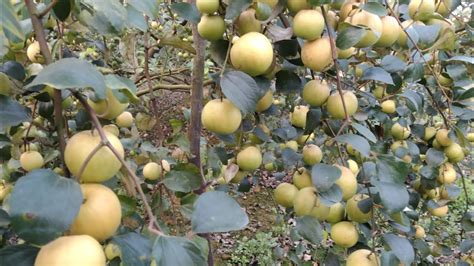 Kashmiri Red Apple Ber Available Gbn Nursery Call Youtube