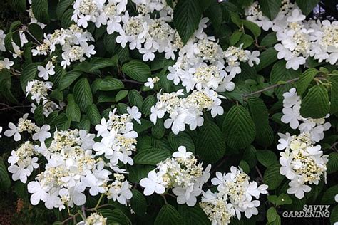 The Best Early Spring Flowering Shrubs For The Garden