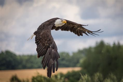 5,000+ Eagles Images & Pictures [HD] - Pixabay