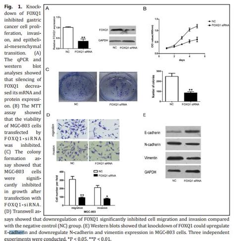 Gapdh Antibody Affinity Biosciences Ltd