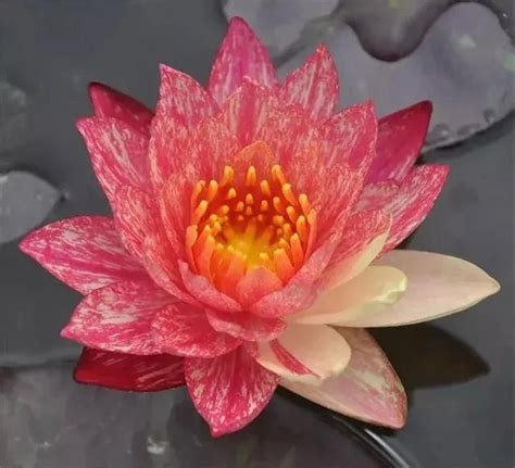 4 Lotus Seeds Water Lily Flower Seeds BW91084-42 - Etsy