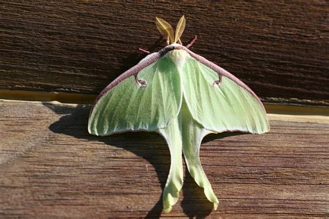 Free Luna moth (Actias luna) Stock Photo - FreeImages.com