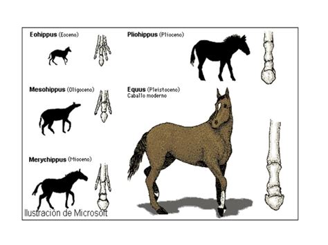 Teorias De La Evolucion Timeline Timetoast Timelines