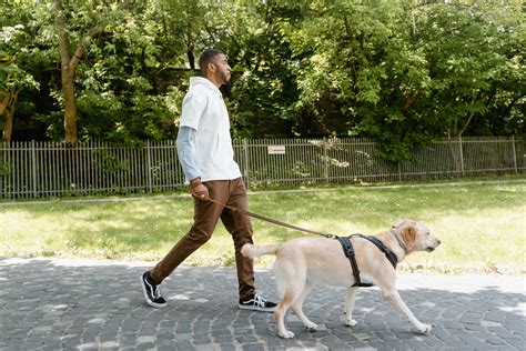 Wie Viel Auslauf Braucht Ein Labrador Labrador Retriever Verein