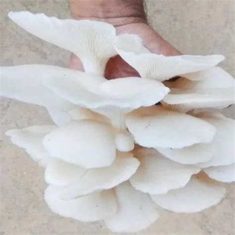 Maharashtra Fresh Oyster Mushroom Packaging Type Plastic Bag