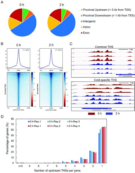 Overview Of Assay For Transposase Accessible Chromatin ATAC Seq Data