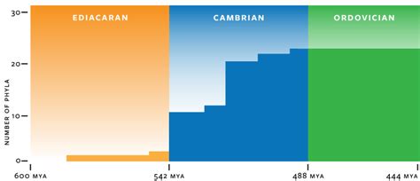 Cambrian Time Period Timeline