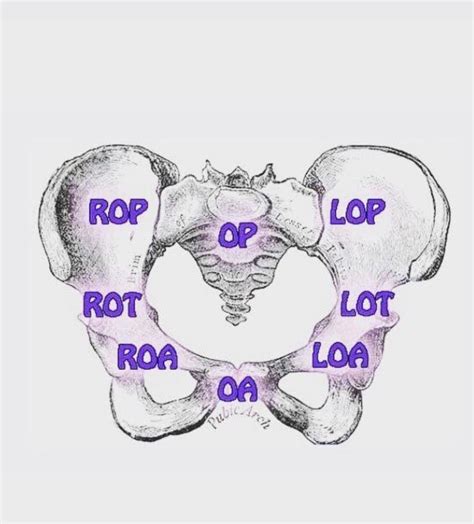 Optimal Fetal Positioning Part 2 The Fetal Head Artofit