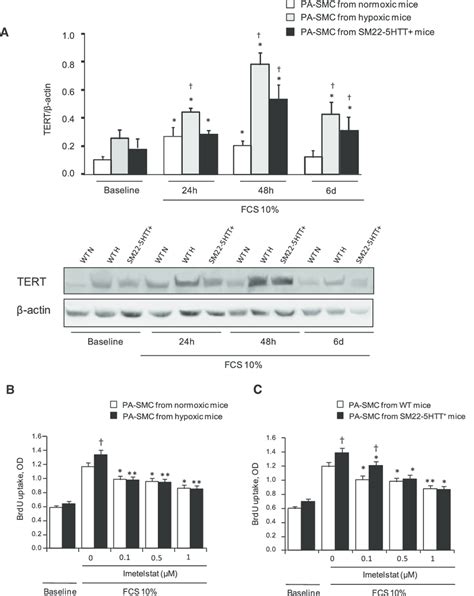 Telomerase Reverse Transcriptase Tert Expression And Dysregulated