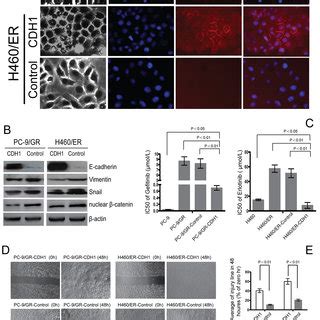 Effect Of E Cadherin Cdh Overexpression On Emt And The Sensitivity