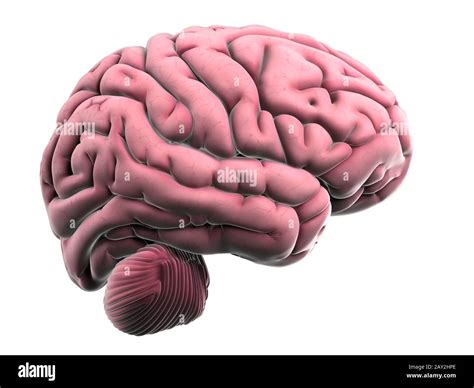 Ilustraci N En D De La Anatom A Del Cerebro Humano Fotograf A De Stock