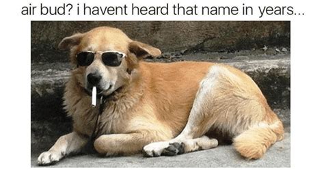 48 Funny Dog Memes That Are Equal Parts Hilarious And Adorable