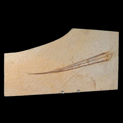 Plesioteuthis Prisca Fossil Squid Upper Jurassic Age Solnhofen Fm