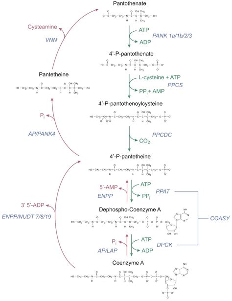 Ijms Free Full Text The Pathophysiological Role Of Coa