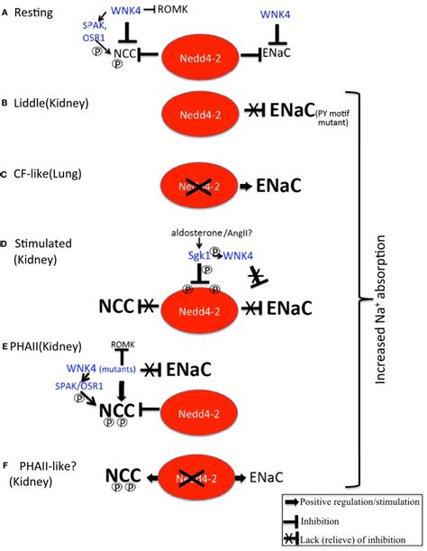 Regulation Of Enac And Ncc By Nedd A Under Resting Conditions