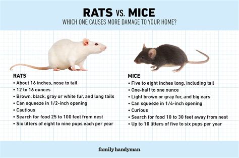 Rats Vs Mice Which One Causes More Damage To Your Home Rats Pet