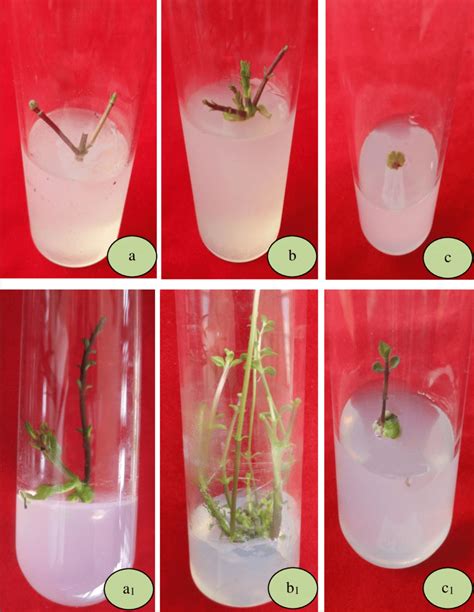 In Vitro Regeneration Of Shoot In Mint A B And C Explant From Nodal