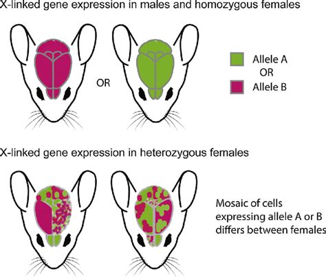 Sex Differences Due To Random X Inactivation And Mosaicism In Females