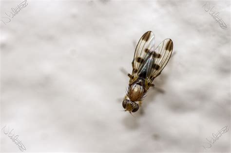 Free Images Nature Branch Wing Leaf Flower Fly Pollen Autumn