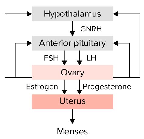 Secondary Amenorrhea Concise Medical Knowledge