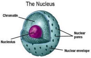 Define Nucleus - QS Study