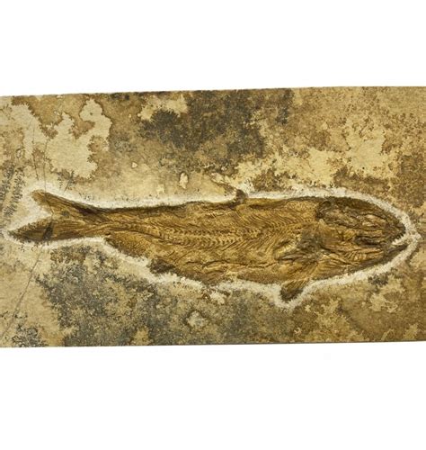 Fossils Uk Rare Predatory Fossil Fish Caturus From The Upper