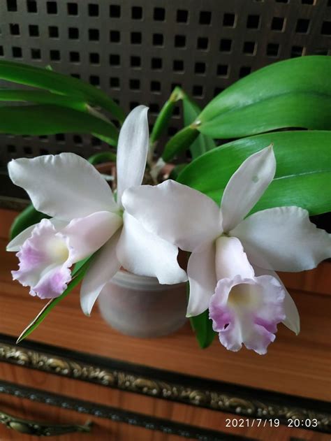 Cattleya Memoria Albert Wenzel C Alaorii X C Schroderae