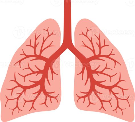 Human Lungs Anatomy 12636318 Png