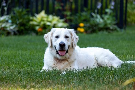 Jenis Anjing Golden Retriever - Foto gratis di Pixabay - Pixabay