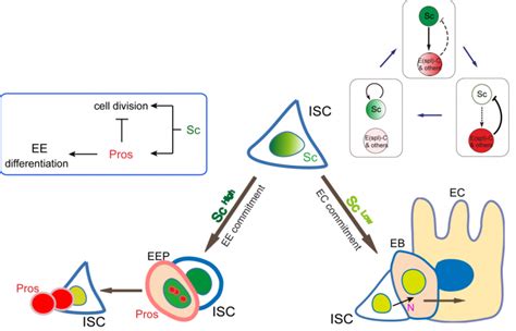 Stem Cell Fate Choice Determined In An Instant The Node